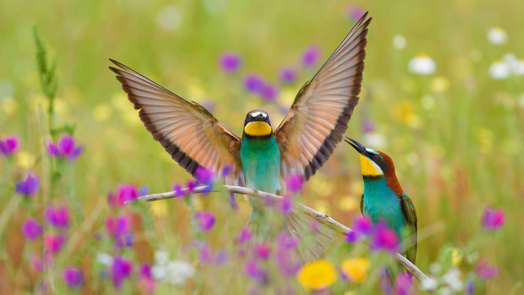 Spain Bee Eaters