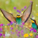 Spain Bee Eaters