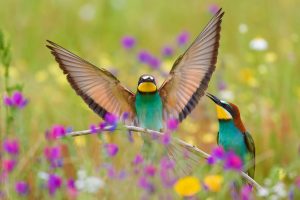 Spain Bee Eaters