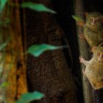 Spectral Tarsiers