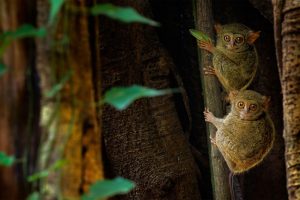 Spectral Tarsiers