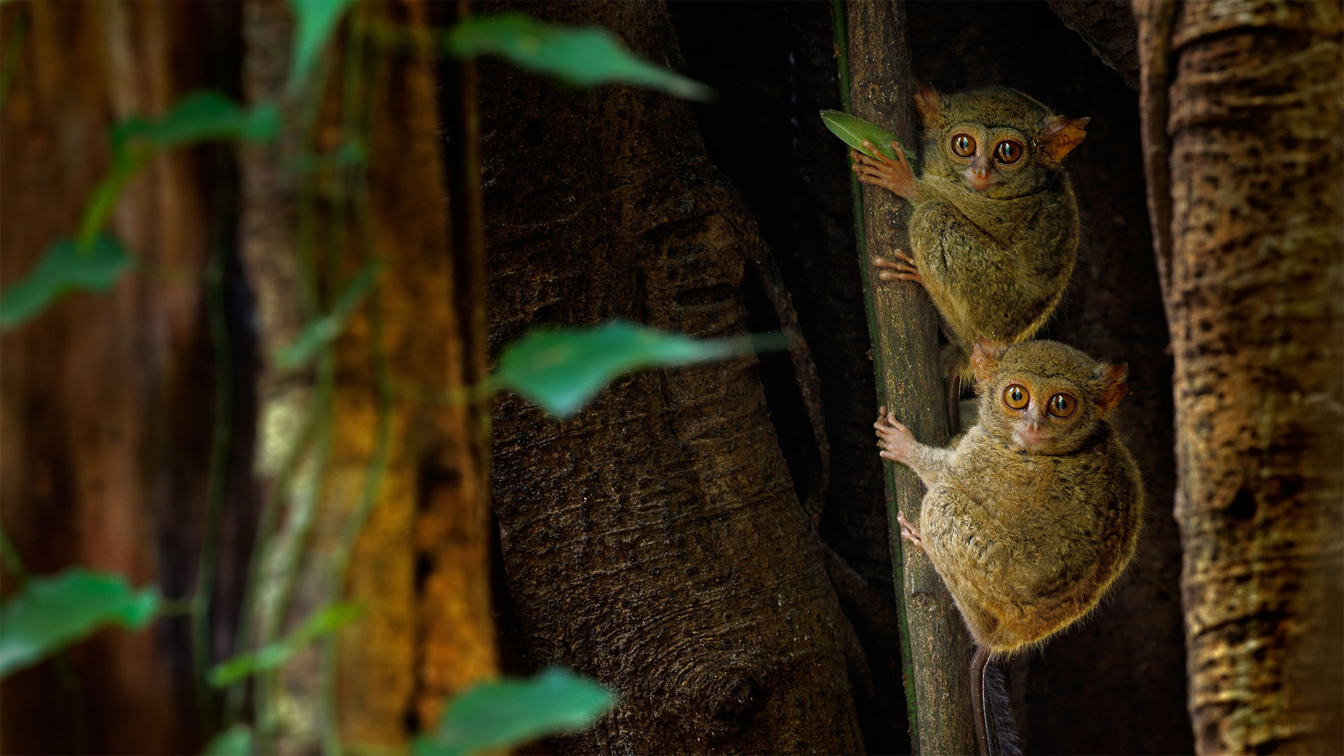 Spectral Tarsiers