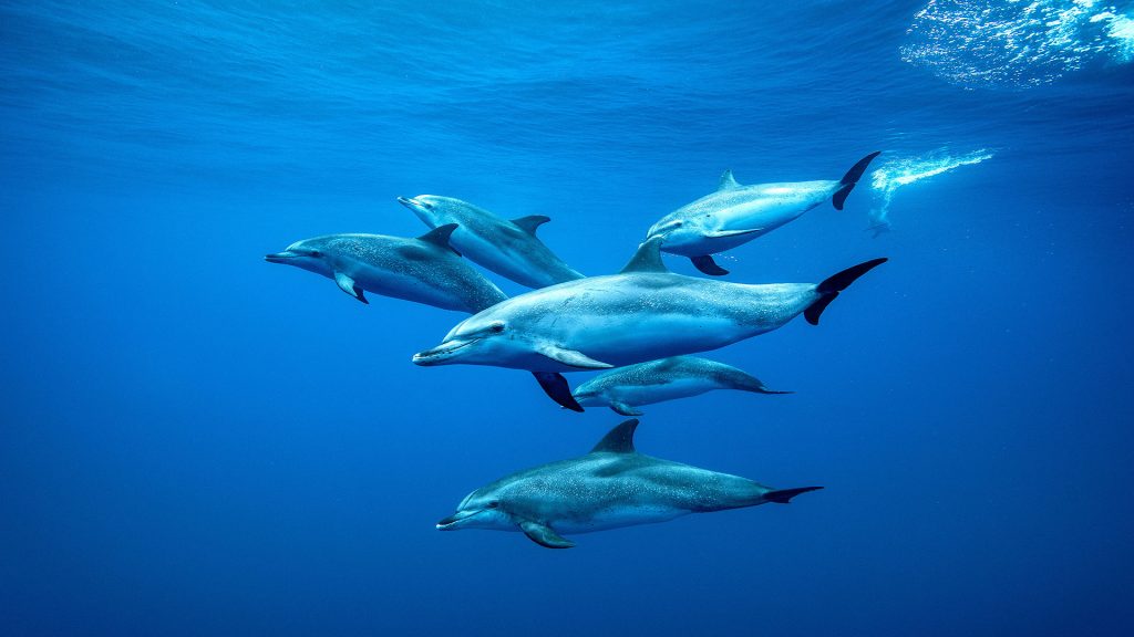Tenerife Dolphins