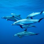 Tenerife Dolphins