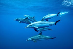 Tenerife Dolphins