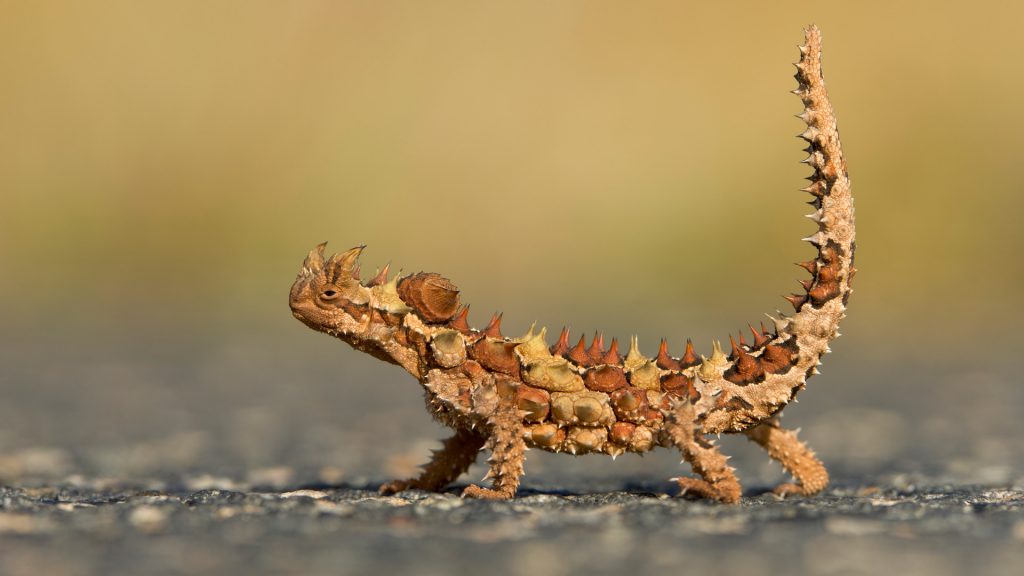 Thorny Devil