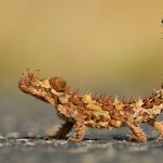 Thorny Devil