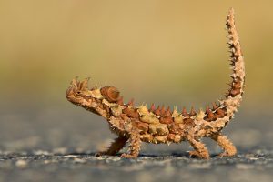 Thorny Devil