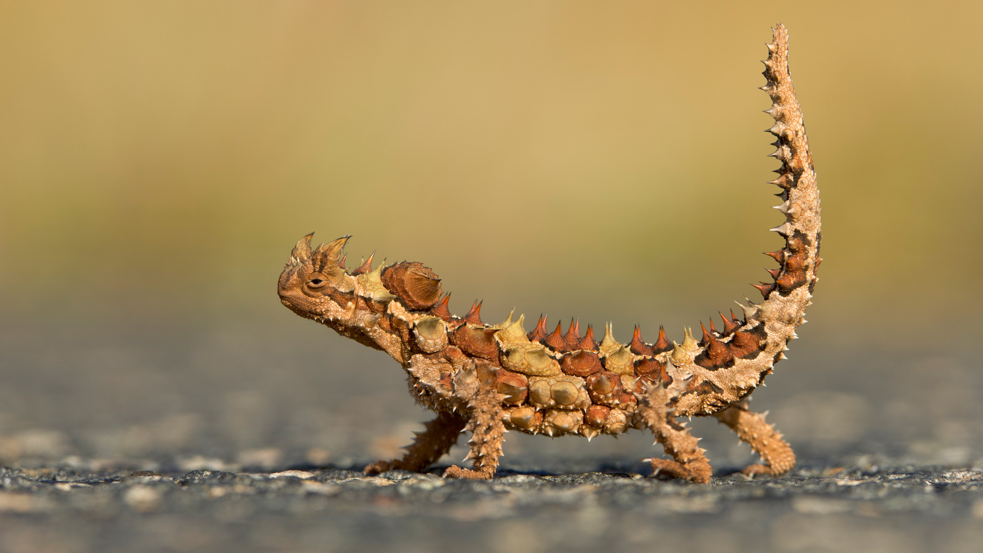 Thorny Devil