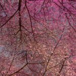 Van Cherry Blossom