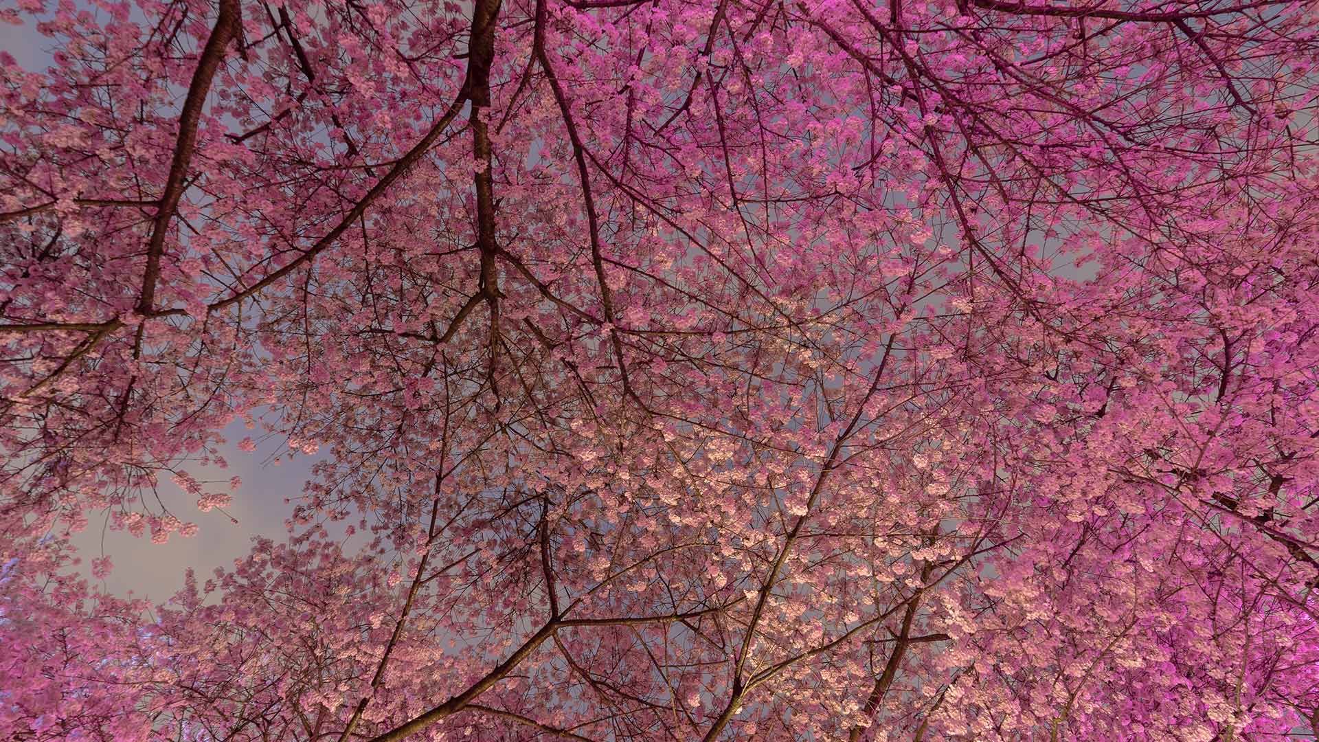 Van Cherry Blossom