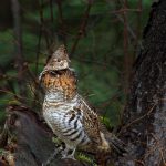 Algonquin Grouse