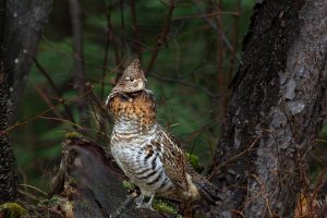 Algonquin Grouse