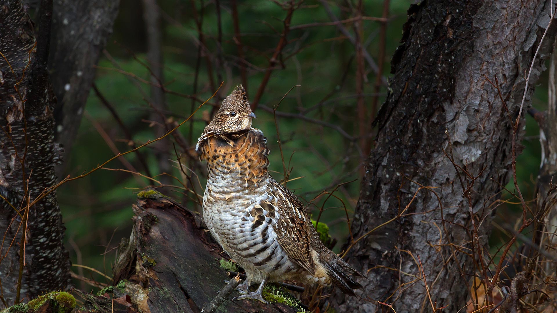 Algonquin Grouse