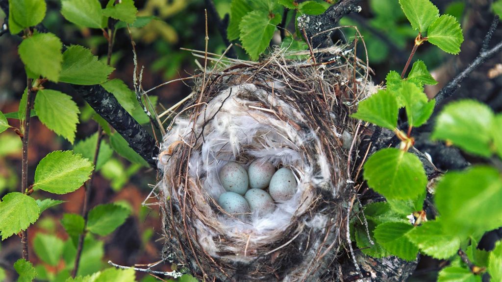 Arctic Redpoll