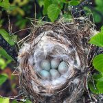 Arctic Redpoll