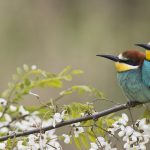 Bienenfresser Robinie
