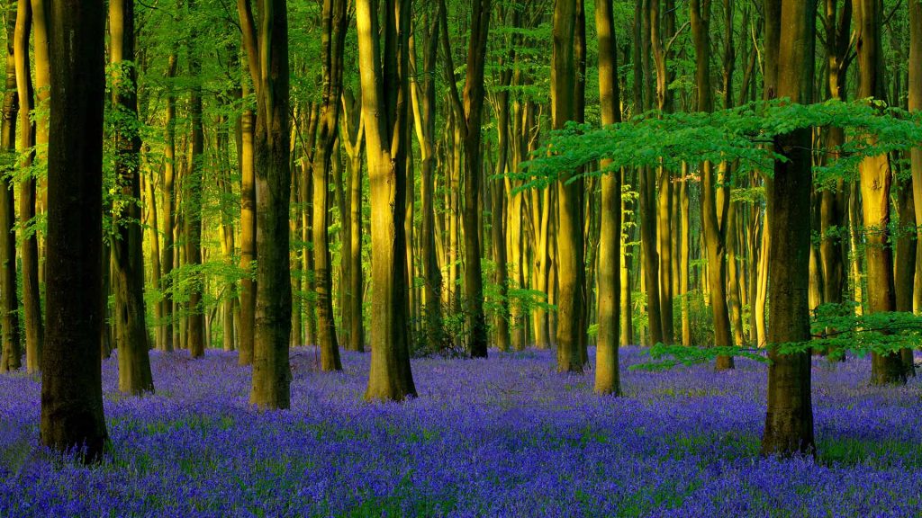 Bluebell Wood