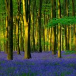 Bluebell Wood