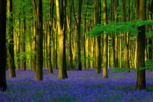 Bluebell Wood