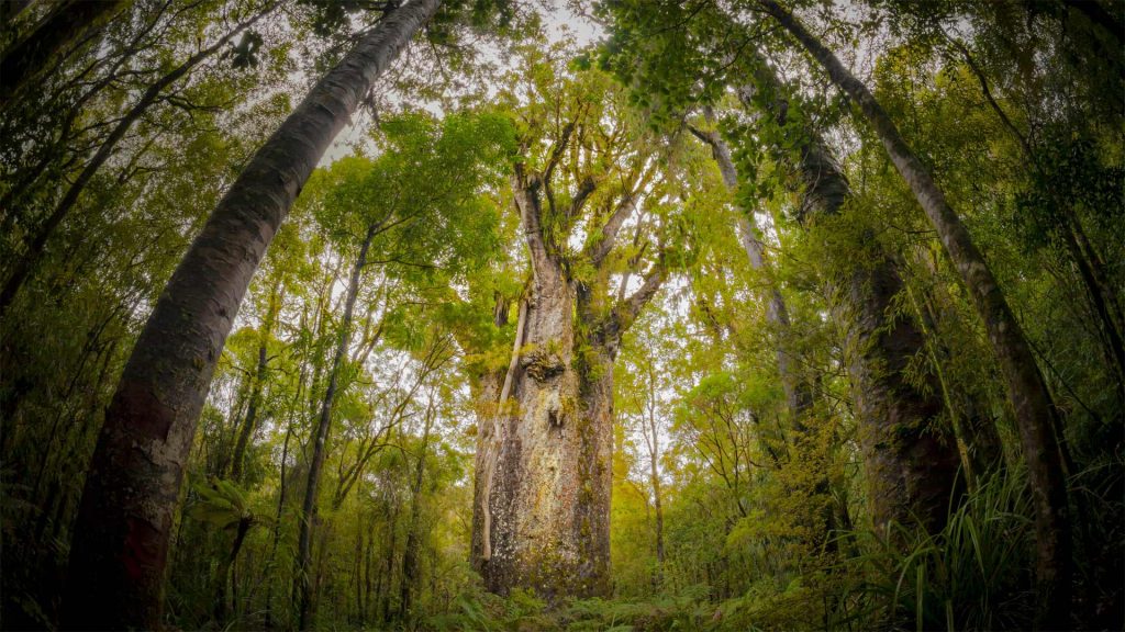 Kauri Tree