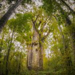 Kauri Tree