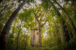 Kauri Tree