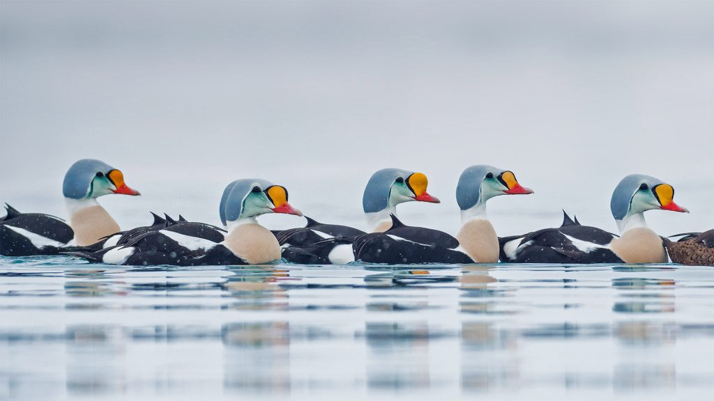 King Eider