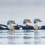 King Eider