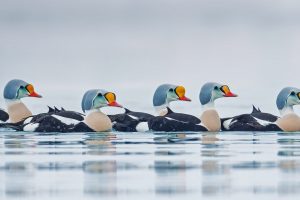 King Eider