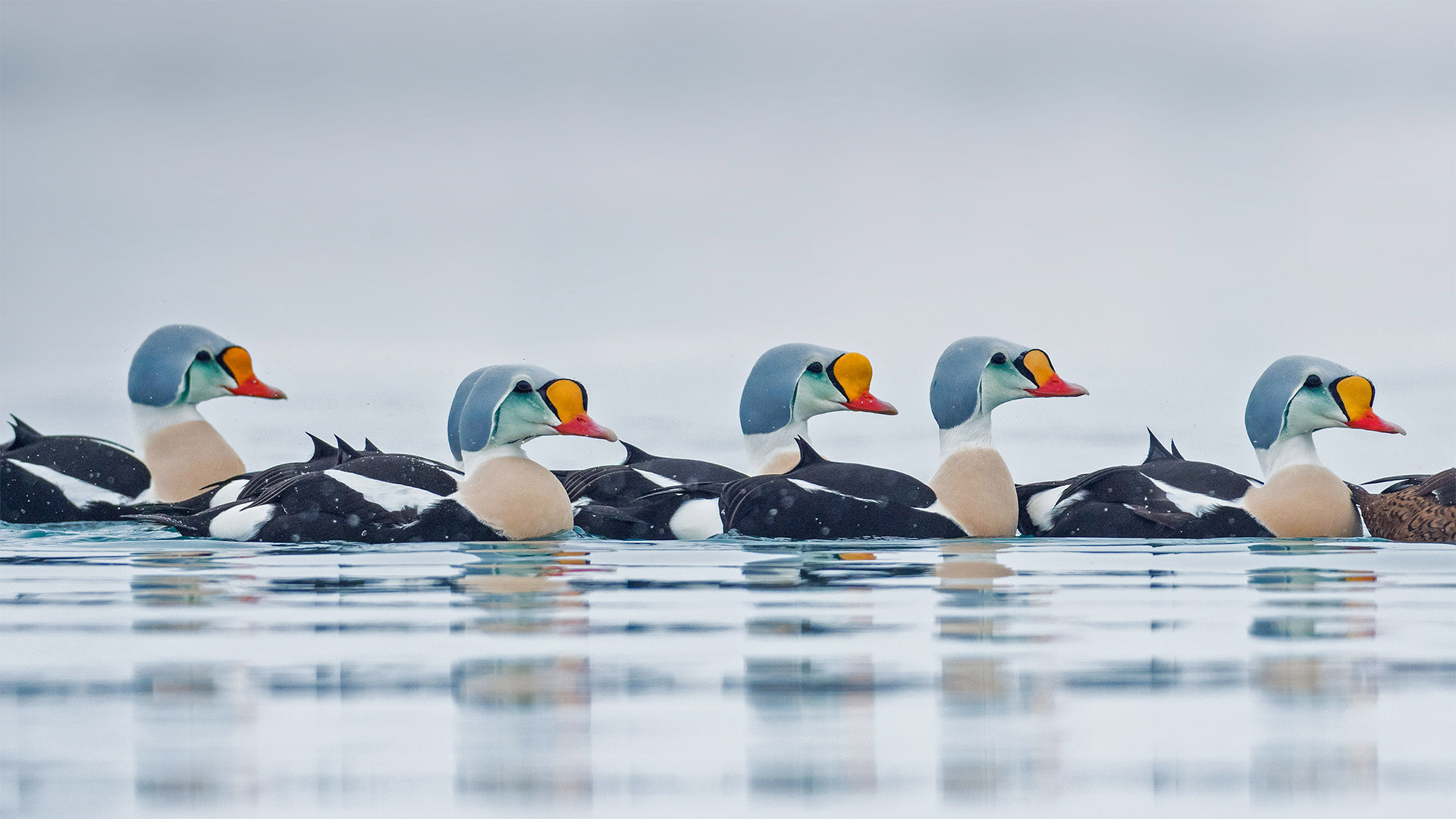 King Eider