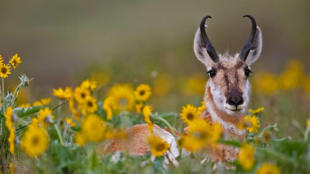 Pronghorn