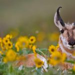 Pronghorn