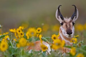 Pronghorn