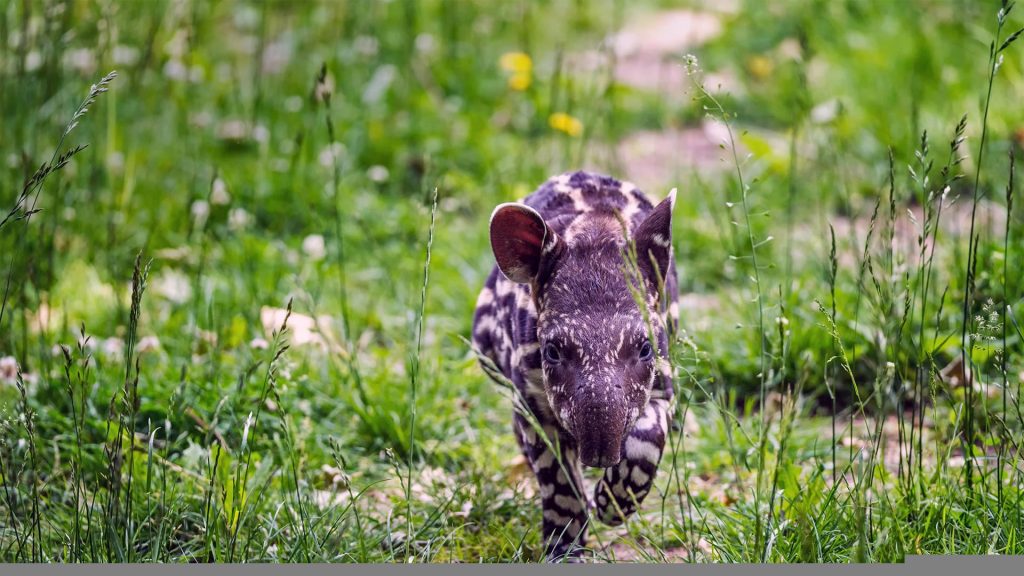 South American Tapir