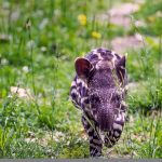 South American Tapir