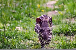 South American Tapir