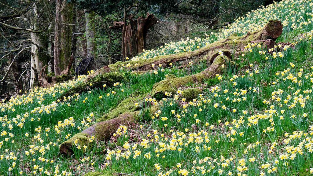 Wordsworth Daffodils