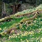 Wordsworth Daffodils