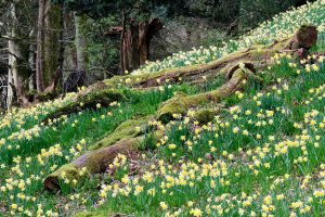 Wordsworth Daffodils