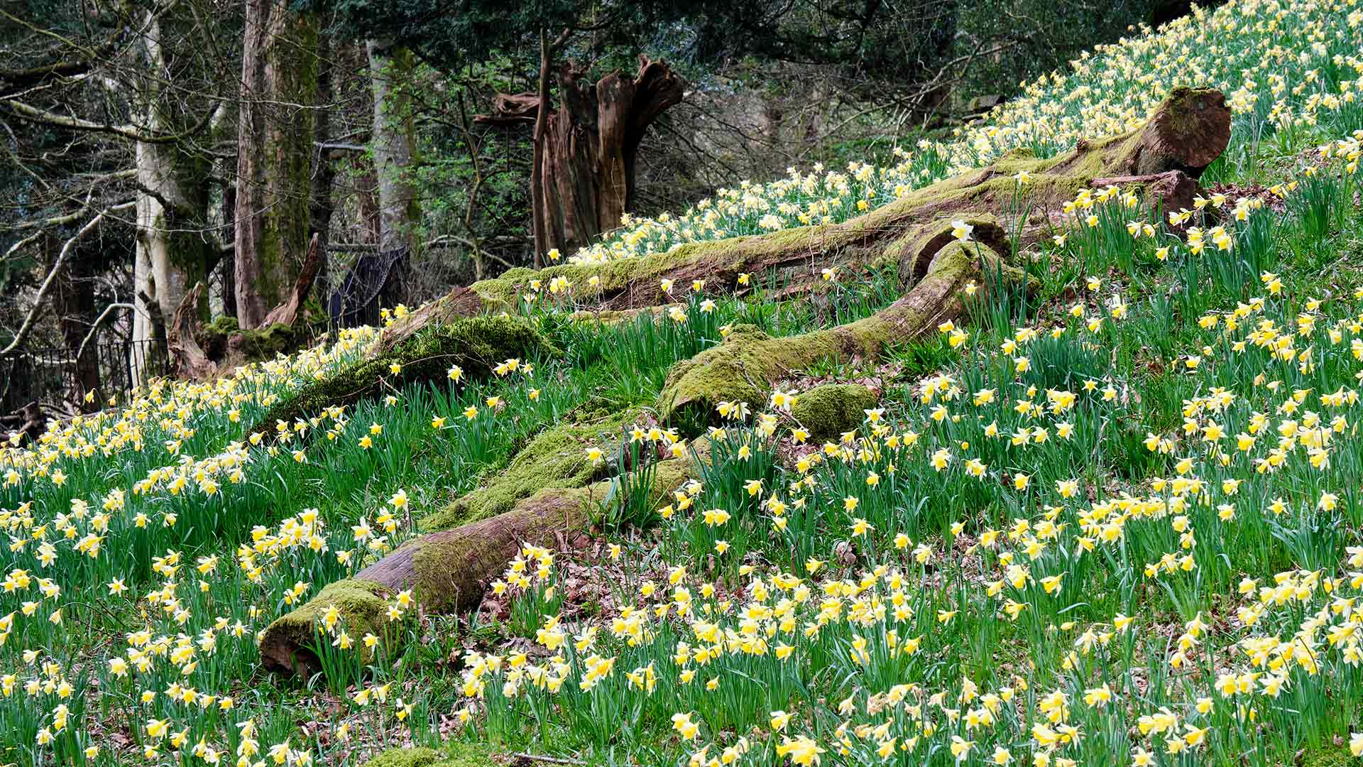 Wordsworth Daffodils