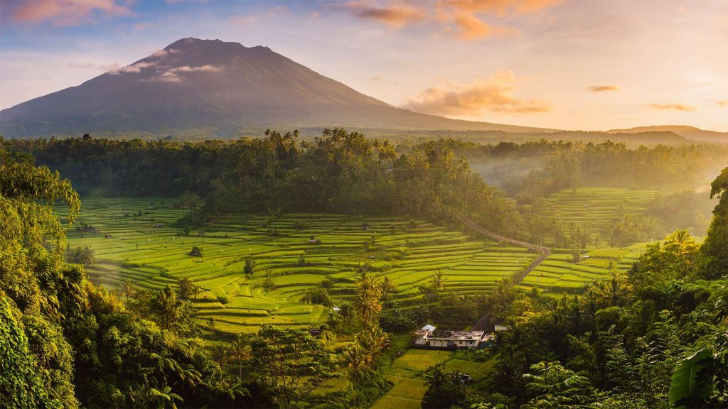 Bali Rice Harvest