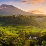 Bali Rice Harvest