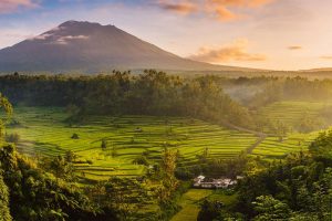 Bali Rice Harvest