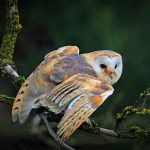Barn Owl Migration