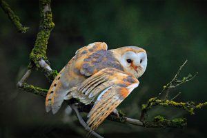 Barn Owl Migration