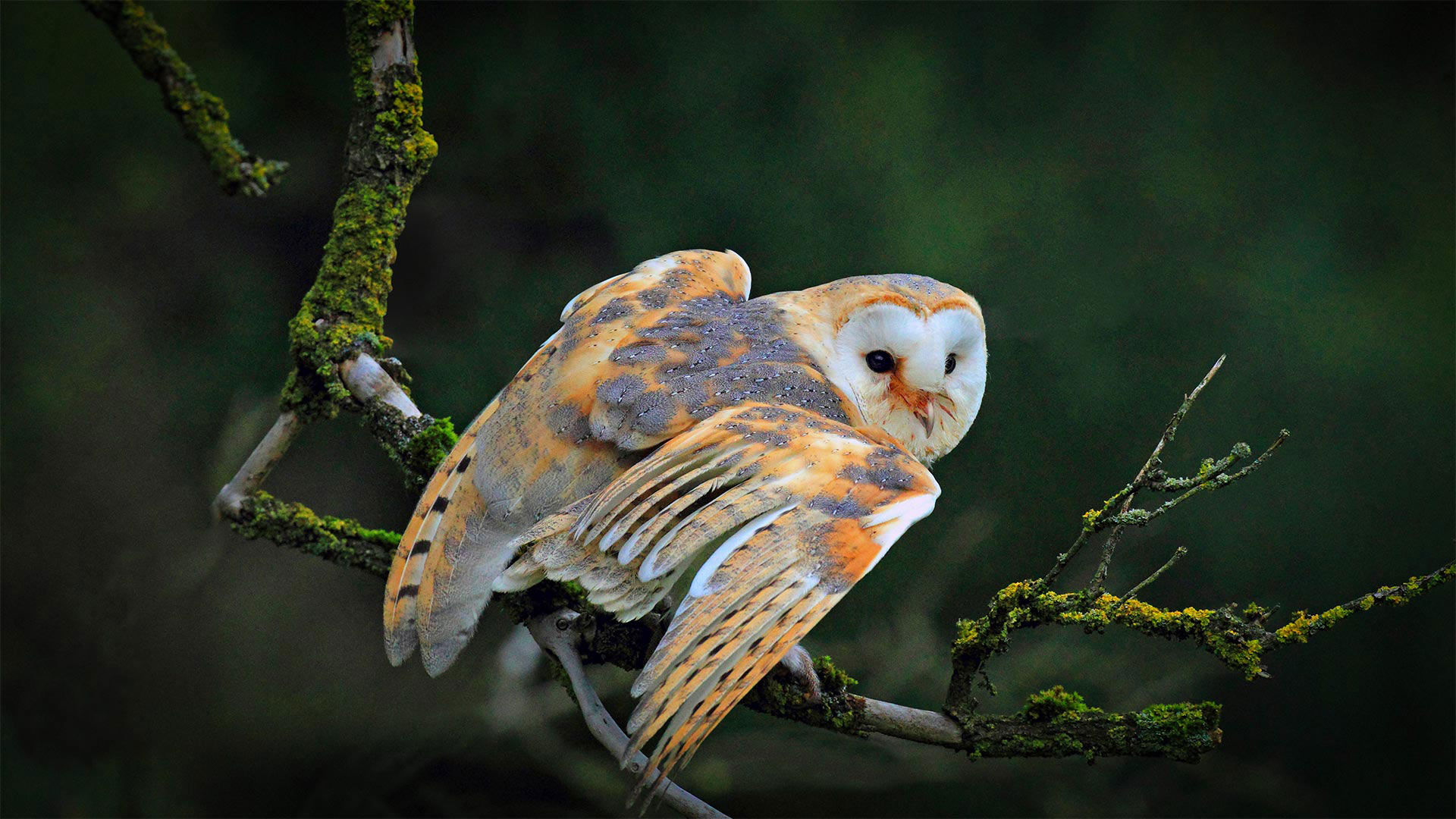 Barn Owl Migration