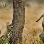 Cheetah Cubs