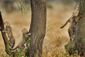 Cheetah Cubs