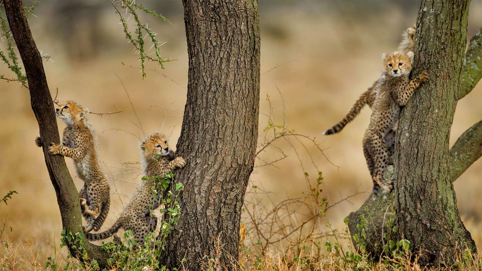 Cheetah Cubs